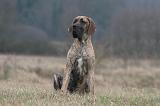 DOGUE ALLEMAND 668